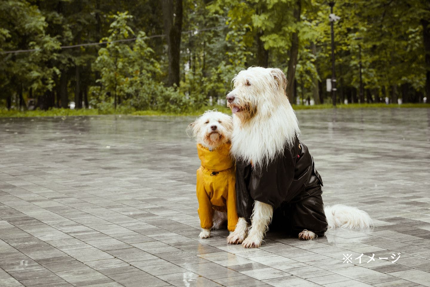 【獣医師が解説】犬にレインコートが必要な理由とは? 【獣医師が解説】犬にレインコートが必要な理由とは?
