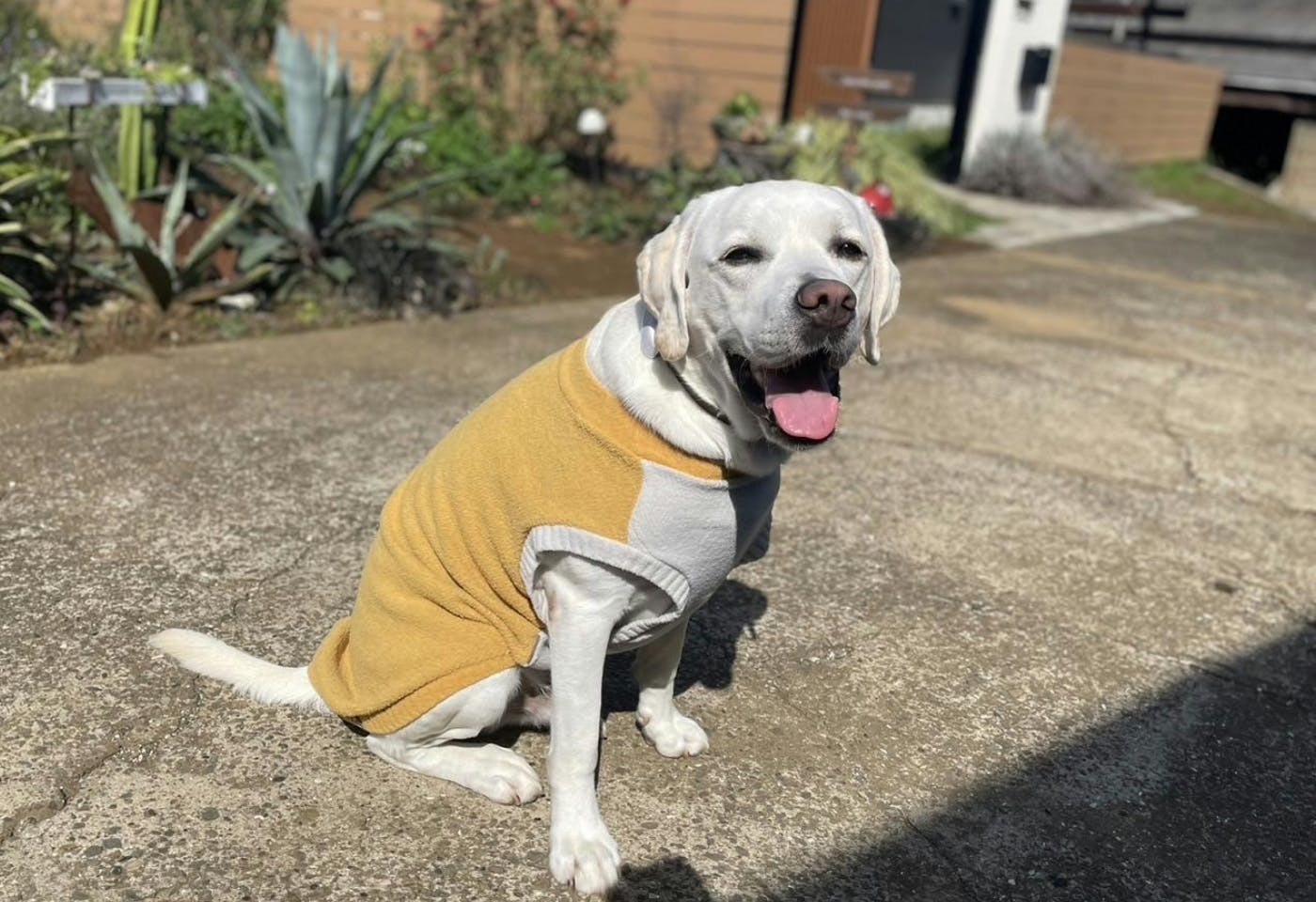 大型犬部門：イソくん（反射モールニット ハニーゴールド 6Lサイズ）
