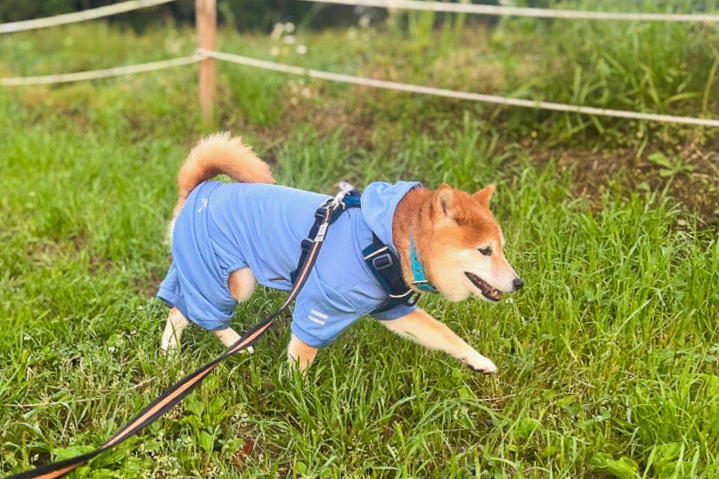 実際に『不快害虫から愛犬を守るペットスーツ』を着用 実際に『不快害虫から愛犬を守るペットスーツ』を着用