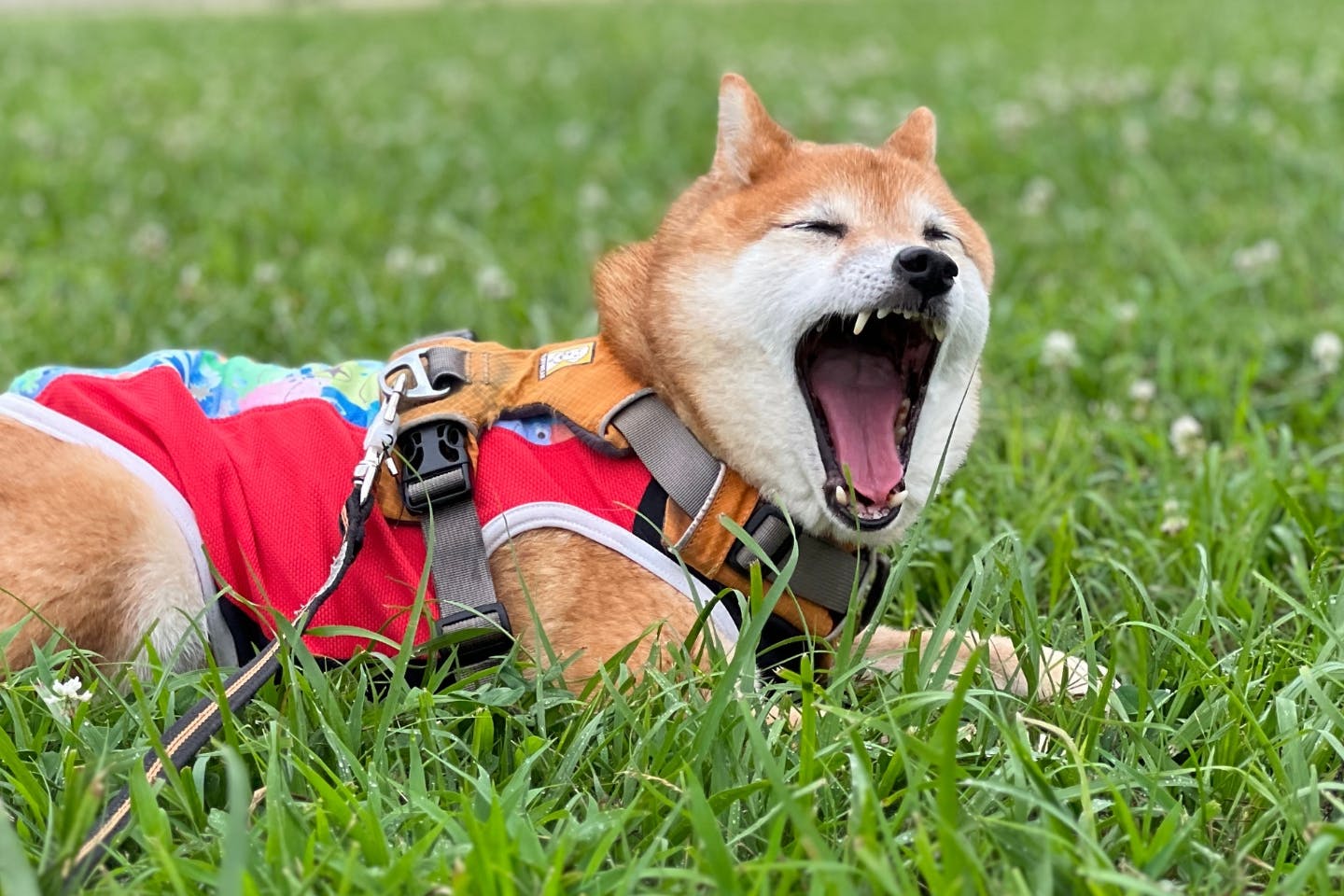 【獣医師が解説】犬にレインコートが必要な理由とは? 命に関わる危険性も……油断しないで! 害虫による愛犬の健康リスク