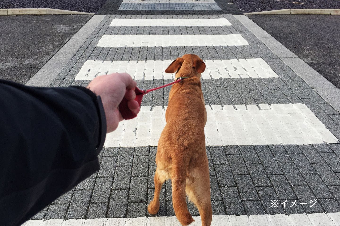 「穏やかに過ごせる犬を増やす」理念に込められたマグさんの思い 「穏やかに過ごせる犬を増やす」理念に込められたマグさんの思い