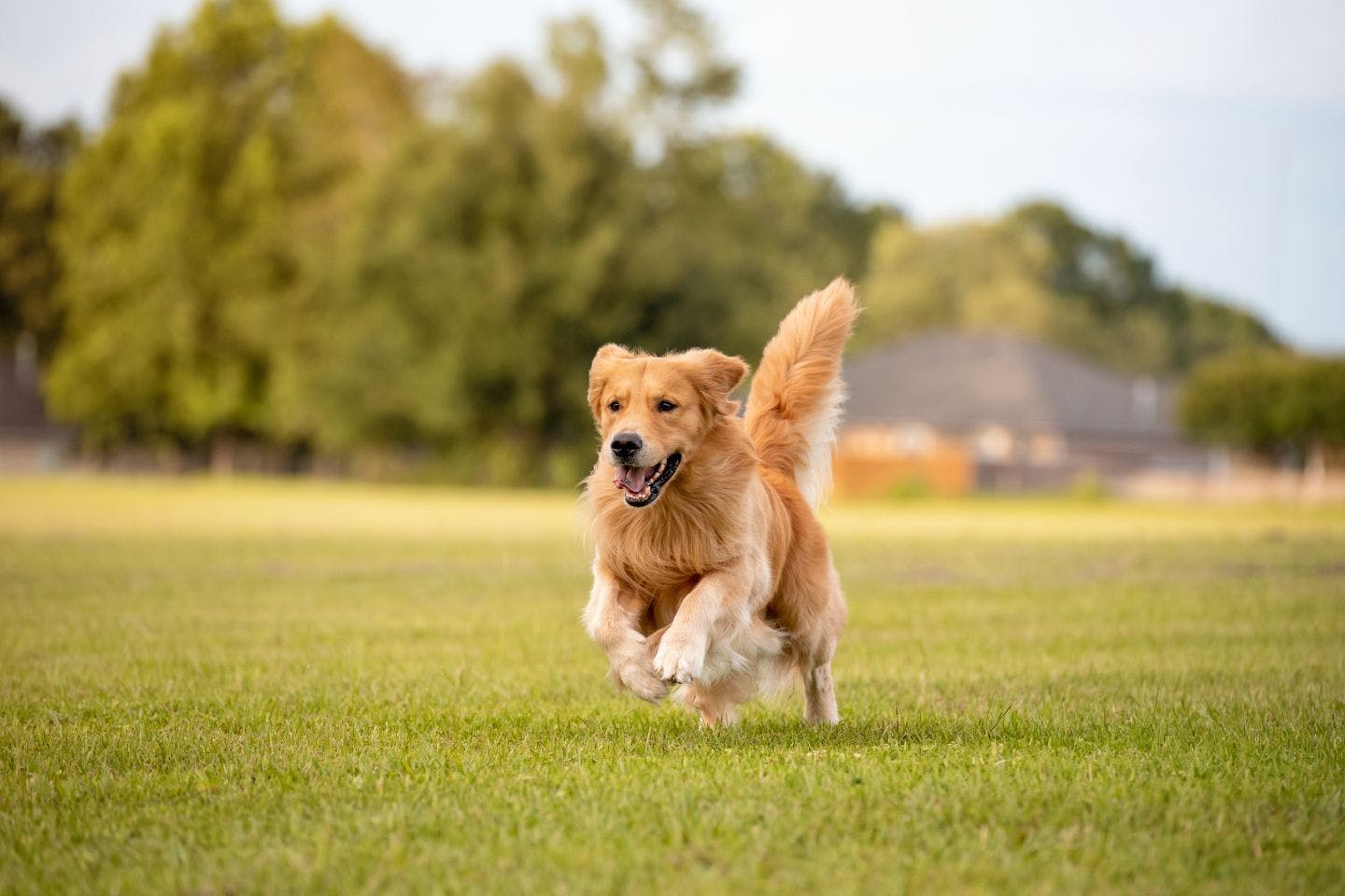 【長野】愛犬と一緒に楽しめるおすすめドッグラン11選!