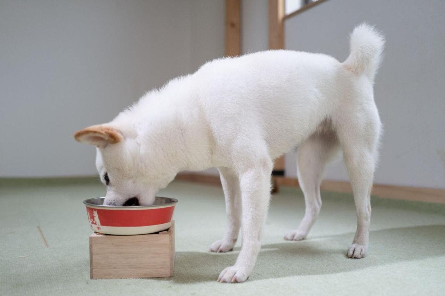 愛犬のごはん皿、高ければいいとは限らない! 健康を守る“ちょうどいい食事環境”の見つけ方