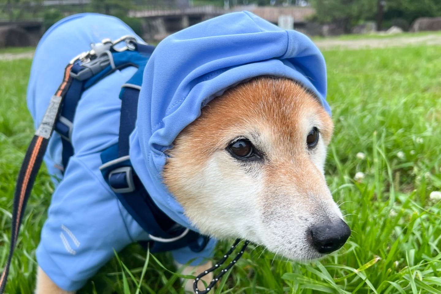 実際に『不快害虫から愛犬を守るペットスーツ』を着用 実際に『不快害虫から愛犬を守るペットスーツ』を着用