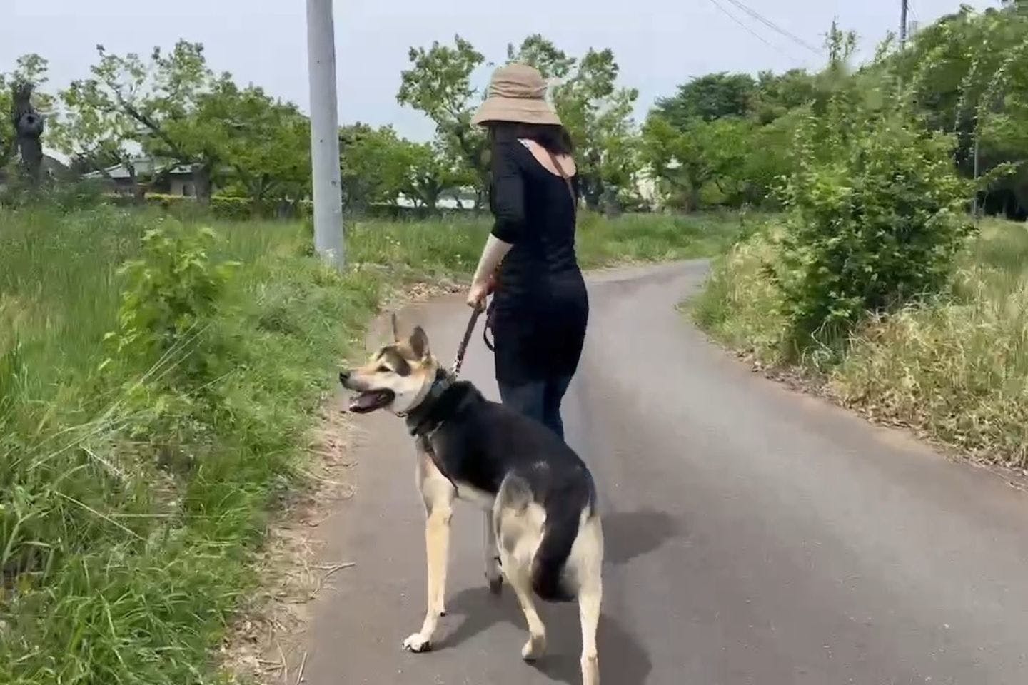 さすけ君の散歩の様子