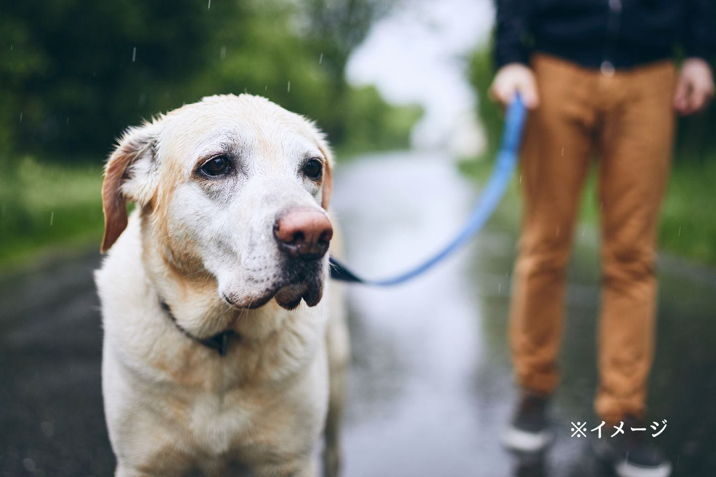 レインコートは、雨が苦手な愛犬のストレス軽減にも レインコートは、雨が苦手な愛犬のストレス軽減にも
