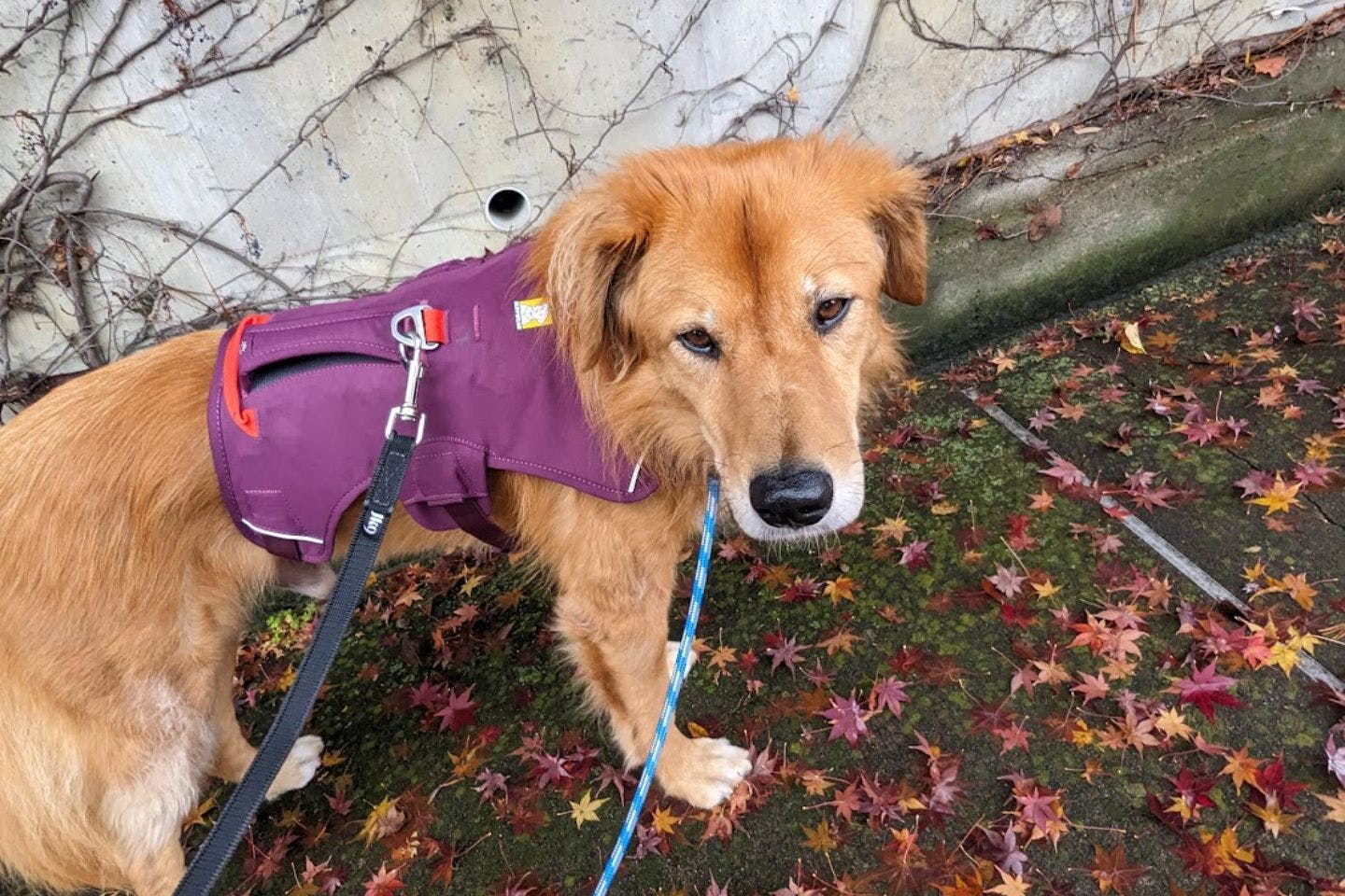 デンママさんの愛犬・デン君