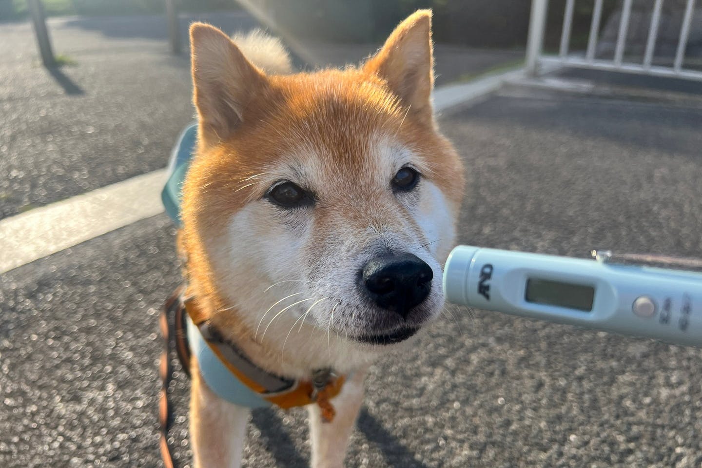 地面55℃以上は散歩ダメ! 夏のアスファルトは愛犬の肉球やけどに要注意【獣医監修】