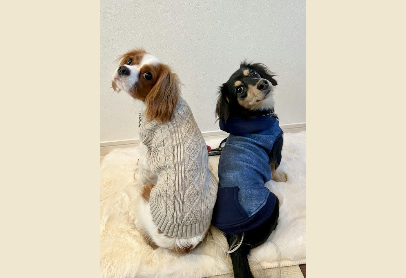 小型犬部門：きずなちゃん（ケーブル編みニット・グレー／MDサイズ）三太郎くん（デニムプリントパーカー／MDサイズ）