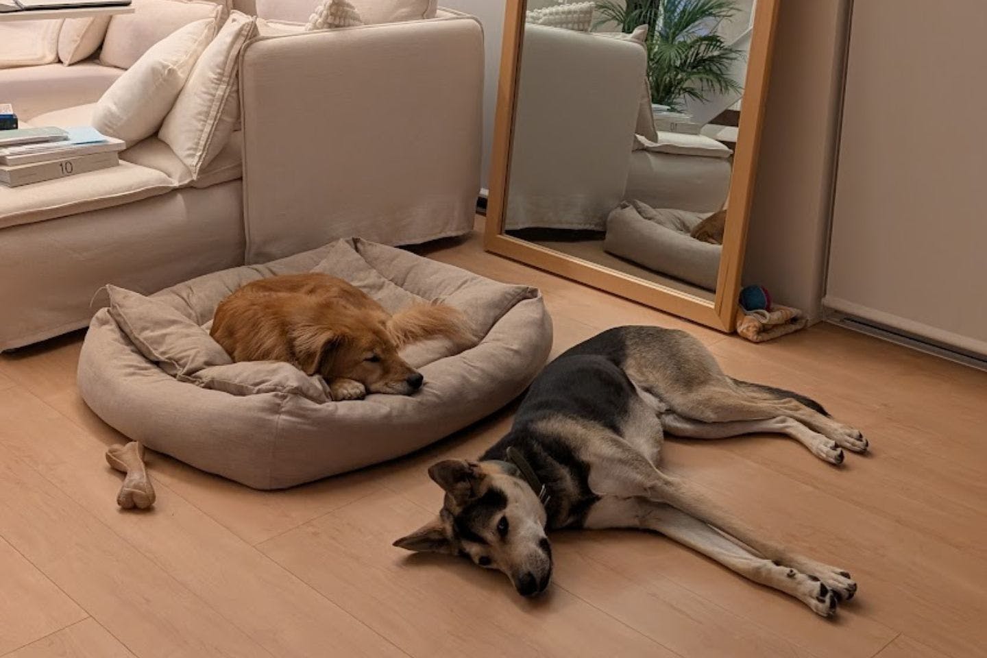 愛犬・デン君とさすけ君との日常