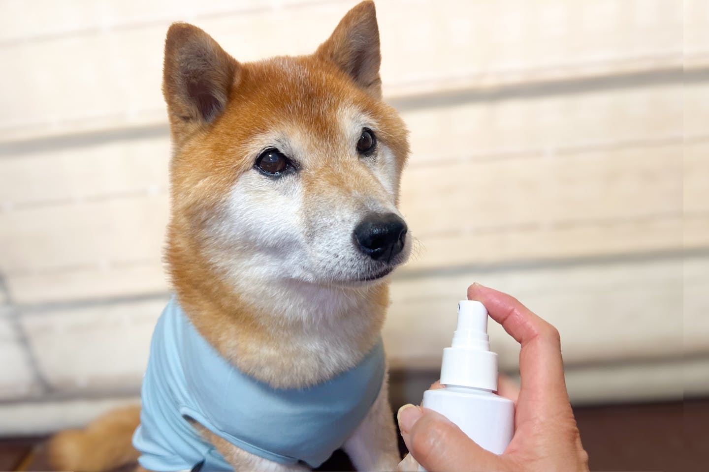 「愛犬を害虫から守る!」飼い主ができる、5つの虫よけ対策 「愛犬を害虫から守る!」飼い主ができる、5つの虫よけ対策