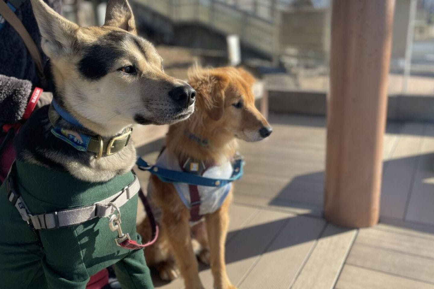 単身で元野犬2匹を迎えた女性の覚悟と愛の物語「手放したものも多いけど、後悔はない」