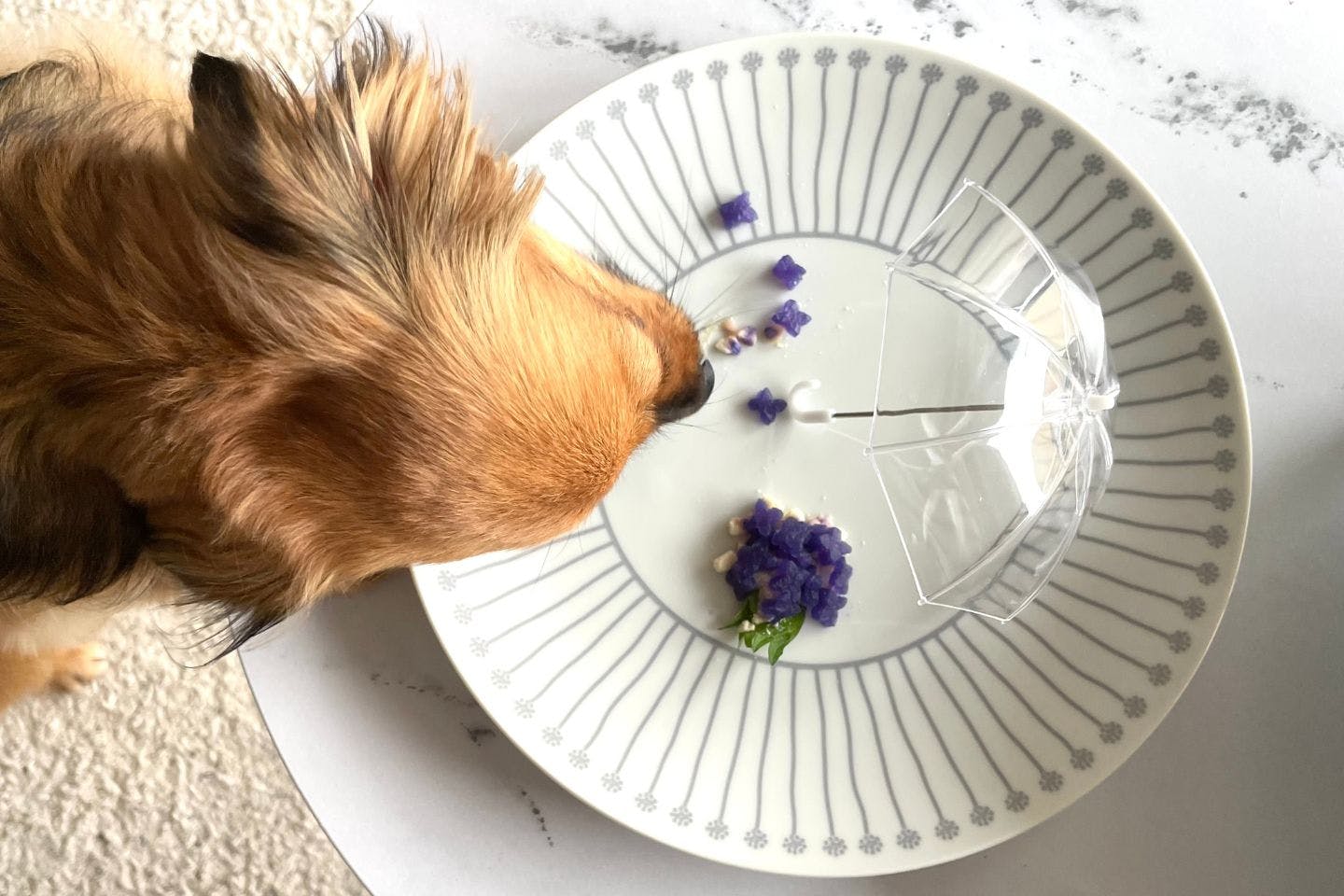 【レビュー】「チューリップブーケ風サラダ」を愛犬にあげてみた! 【レビュー】「愛犬用あじさい風おやつ」をあげてみた!