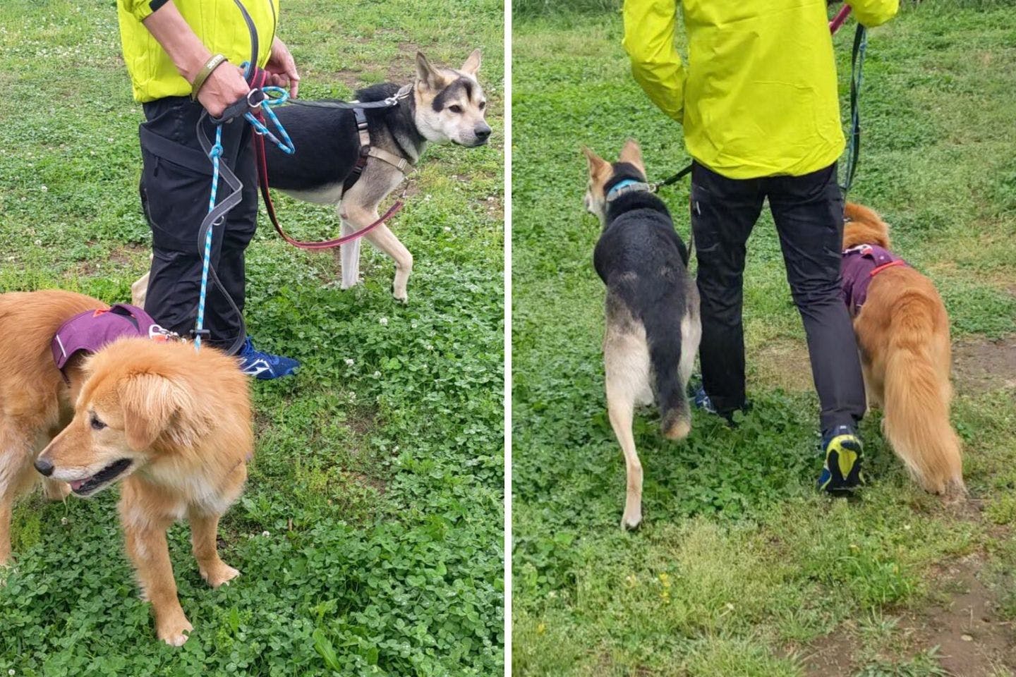 ドッグトレーナーと散歩の練習をする愛犬たち