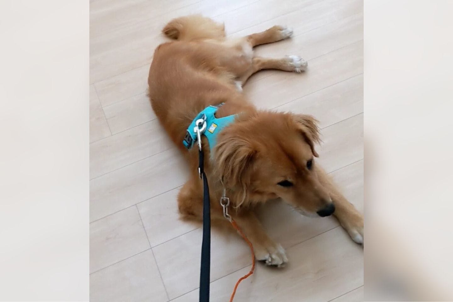 デンちゃんを迎えたばかりの頃