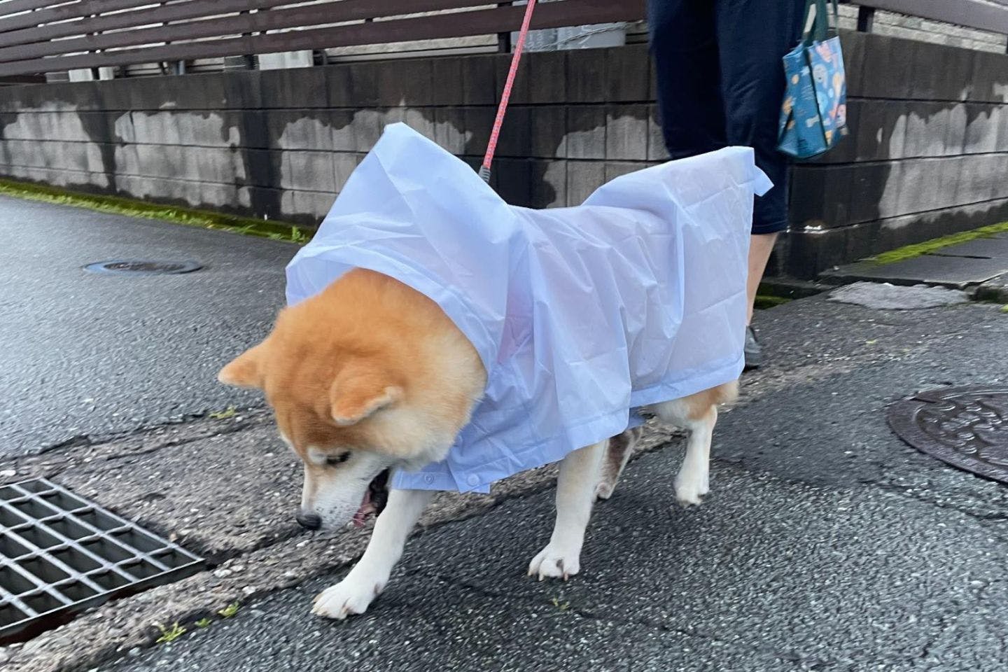【雨の日も快適】犬にレインコートは必要? 獣医師と考える「嫌がる理由」と「失敗しない選び方」