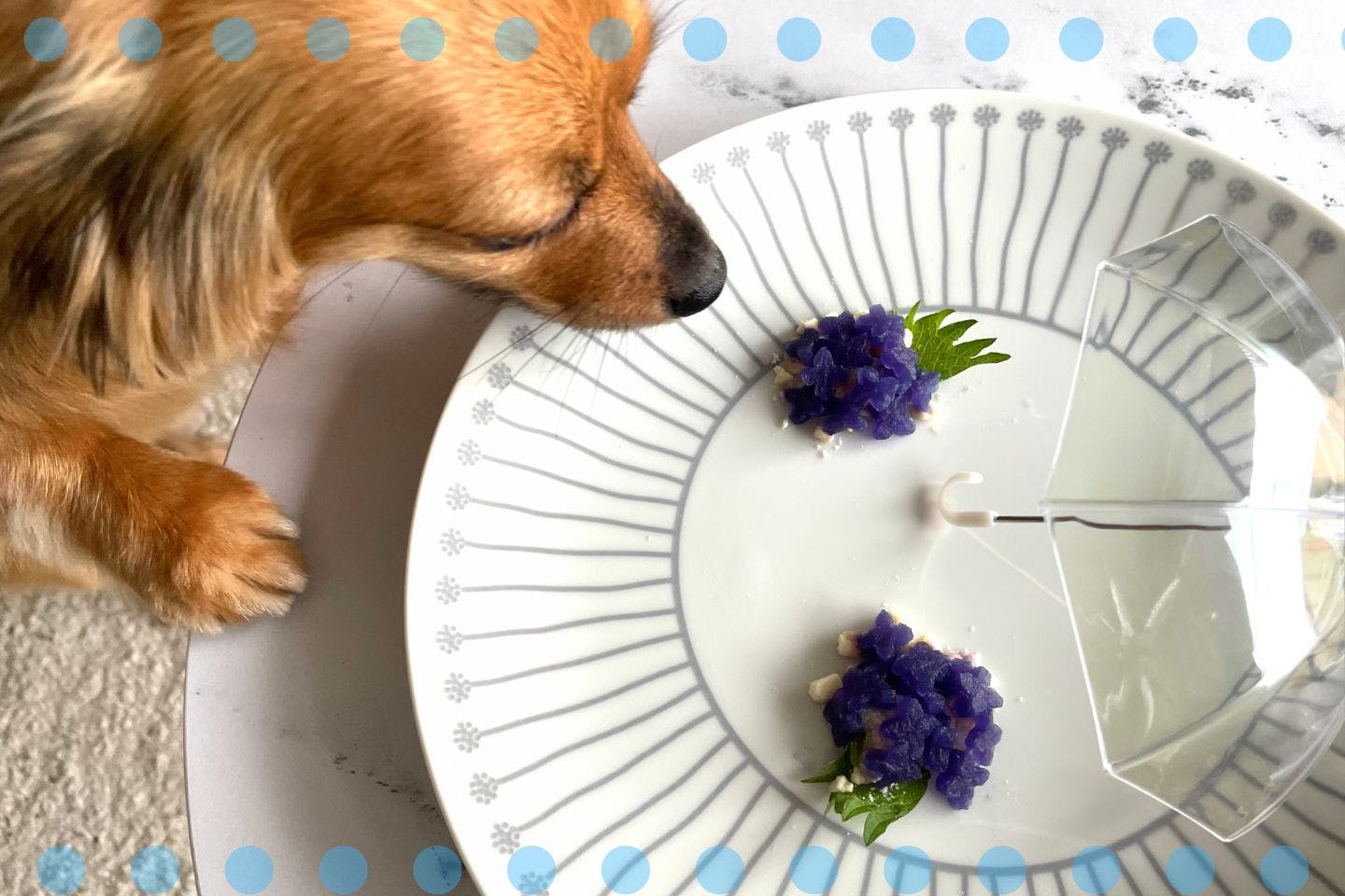 着色料不使用! 愛犬用あじさい風おやつで梅雨を乗り切ろう【カインズ愛犬レシピ】