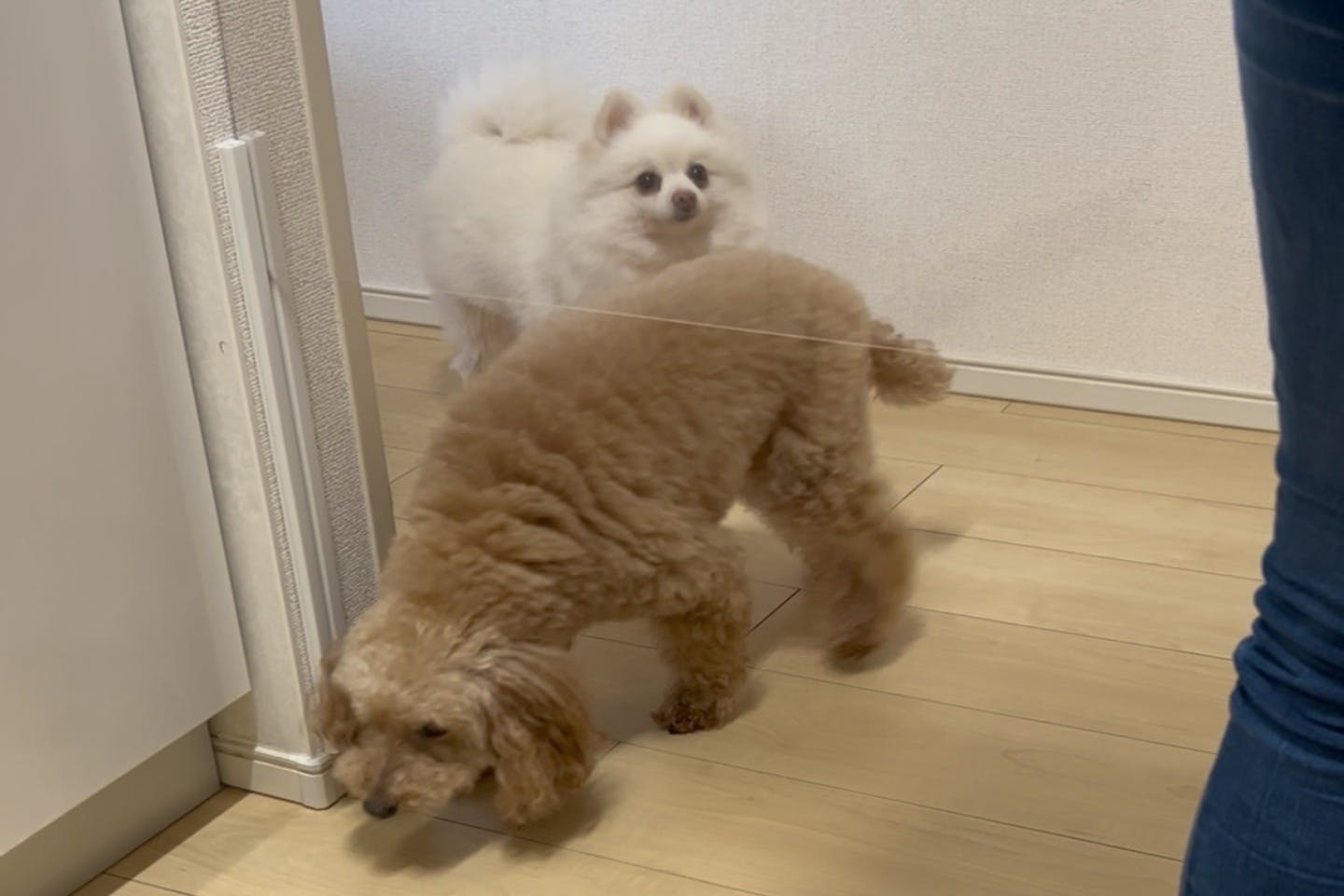 【使用イメージ】愛犬のお散歩に携帯ウェットティッシュケースを持っていってみた! 使用レビュー 透明ペットゲート