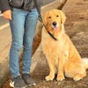 コロッケの飼い主（愛犬家）