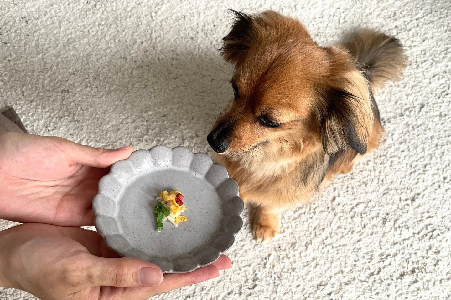 【水分補給・熱中症対策】 愛犬のストックおやつにもおすすめ 【レビュー】愛犬と一緒に「天の川そうめん」を食べてみた!