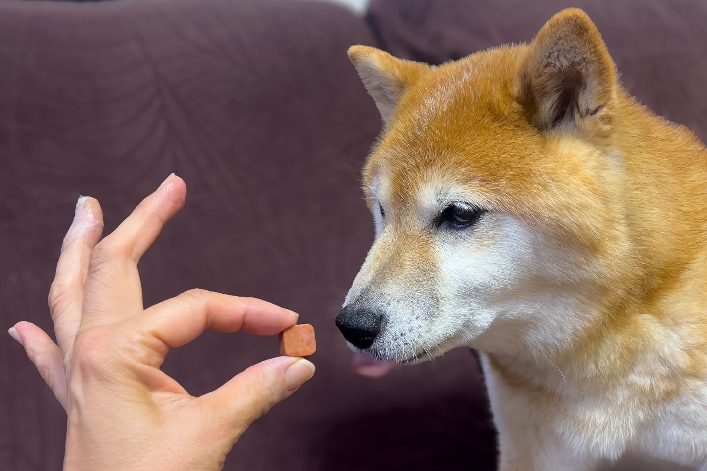 ノミ・マダニ駆除薬を飲む愛犬 ノミ・マダニ駆除薬を飲む愛犬
