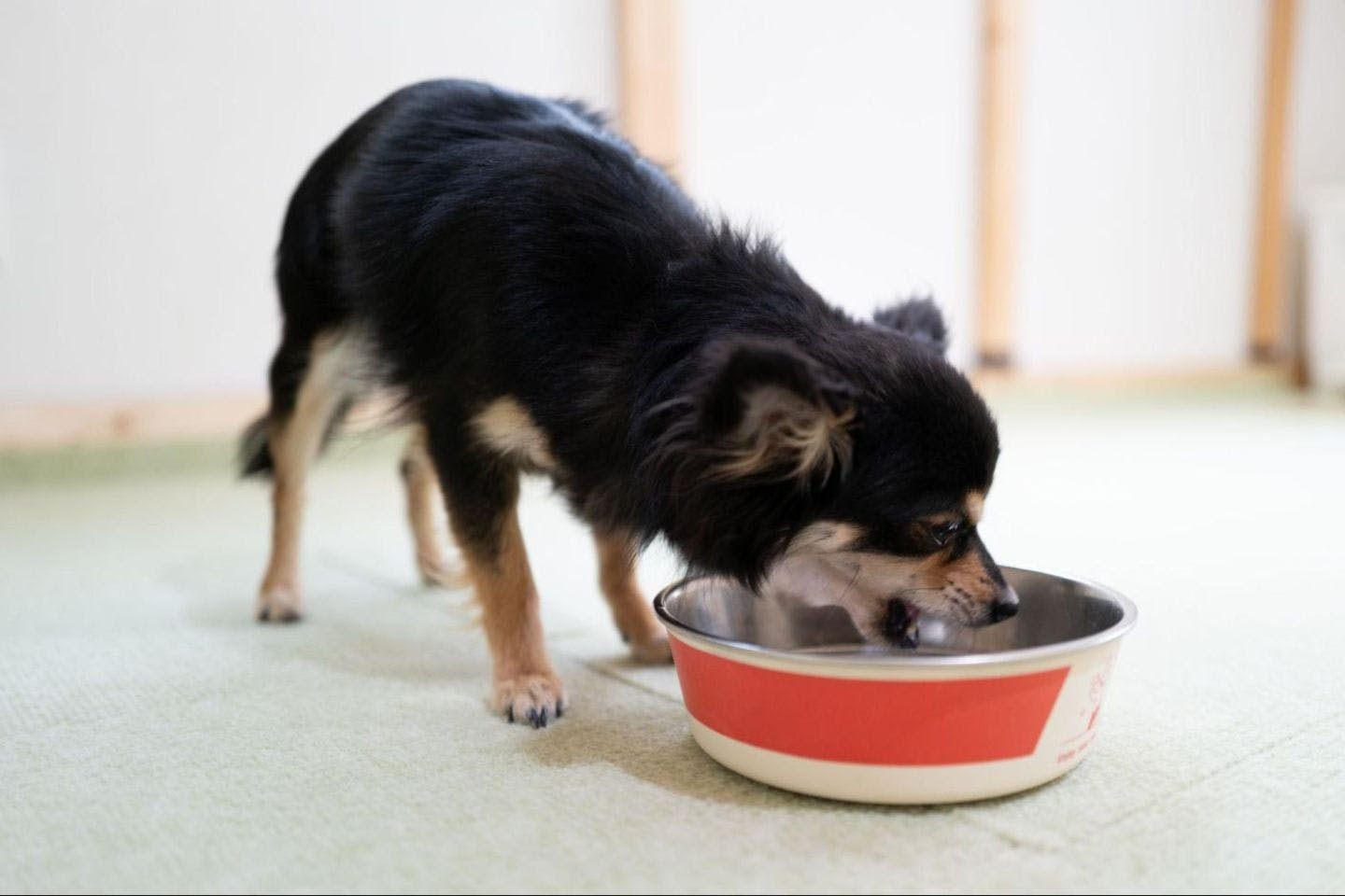 早食いの犬