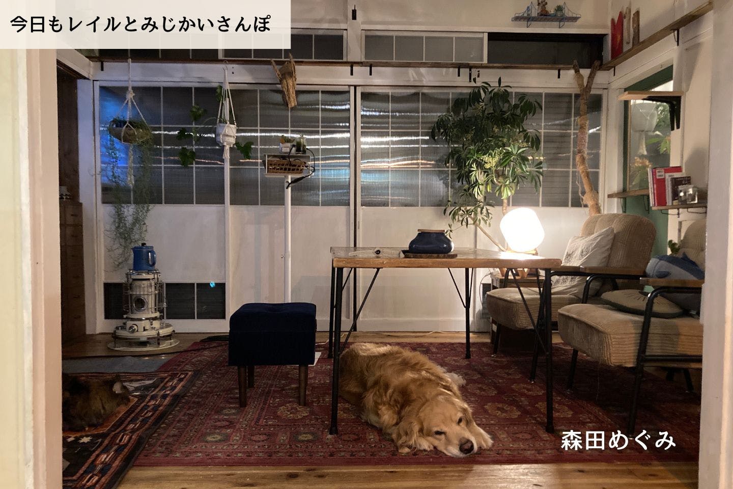 【連載】レイルを迎えたときに決めていたこと｜森田めぐみ｜今日もレイルとみじかいさんぽ