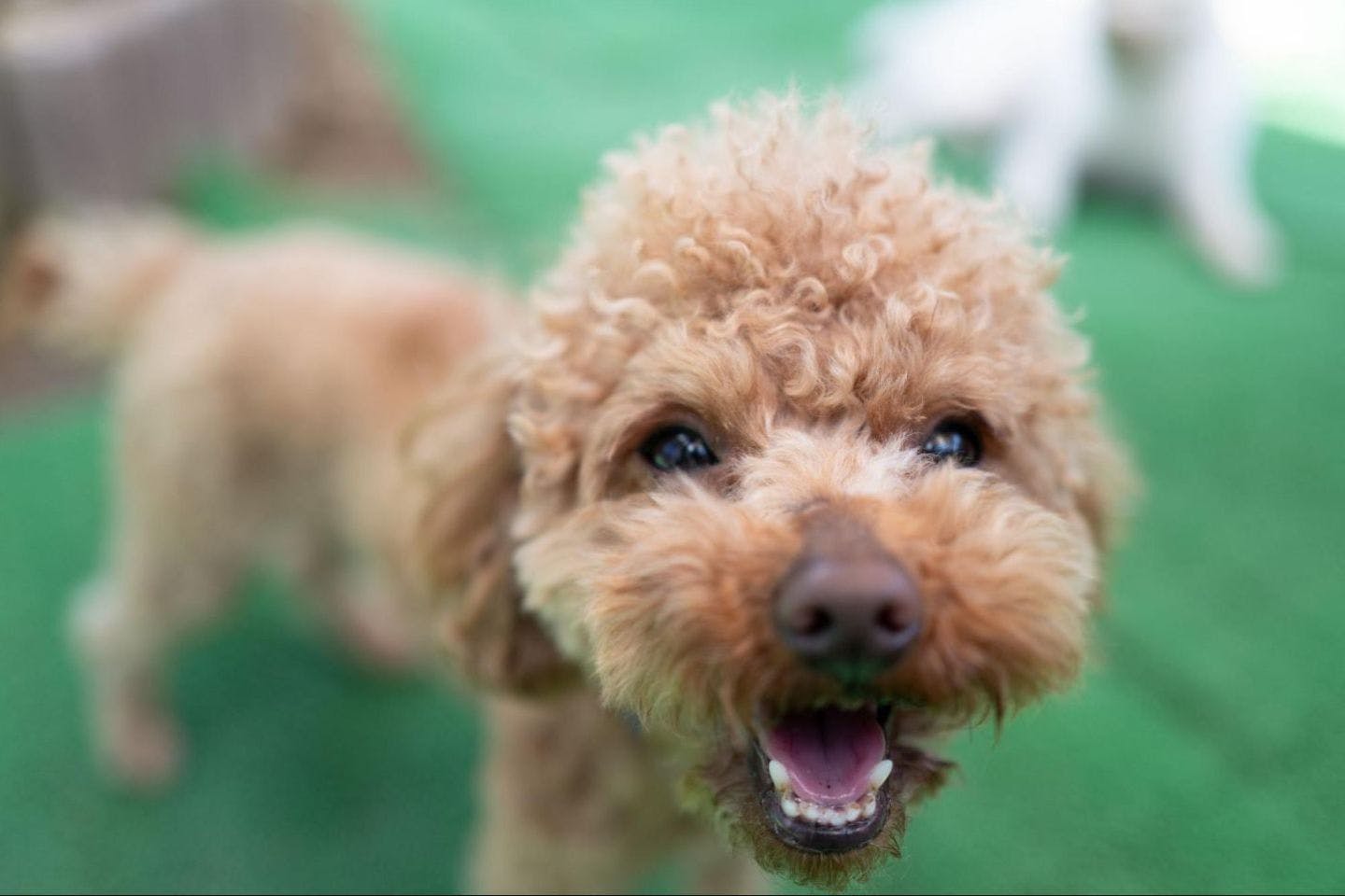 愛犬　トイプードル