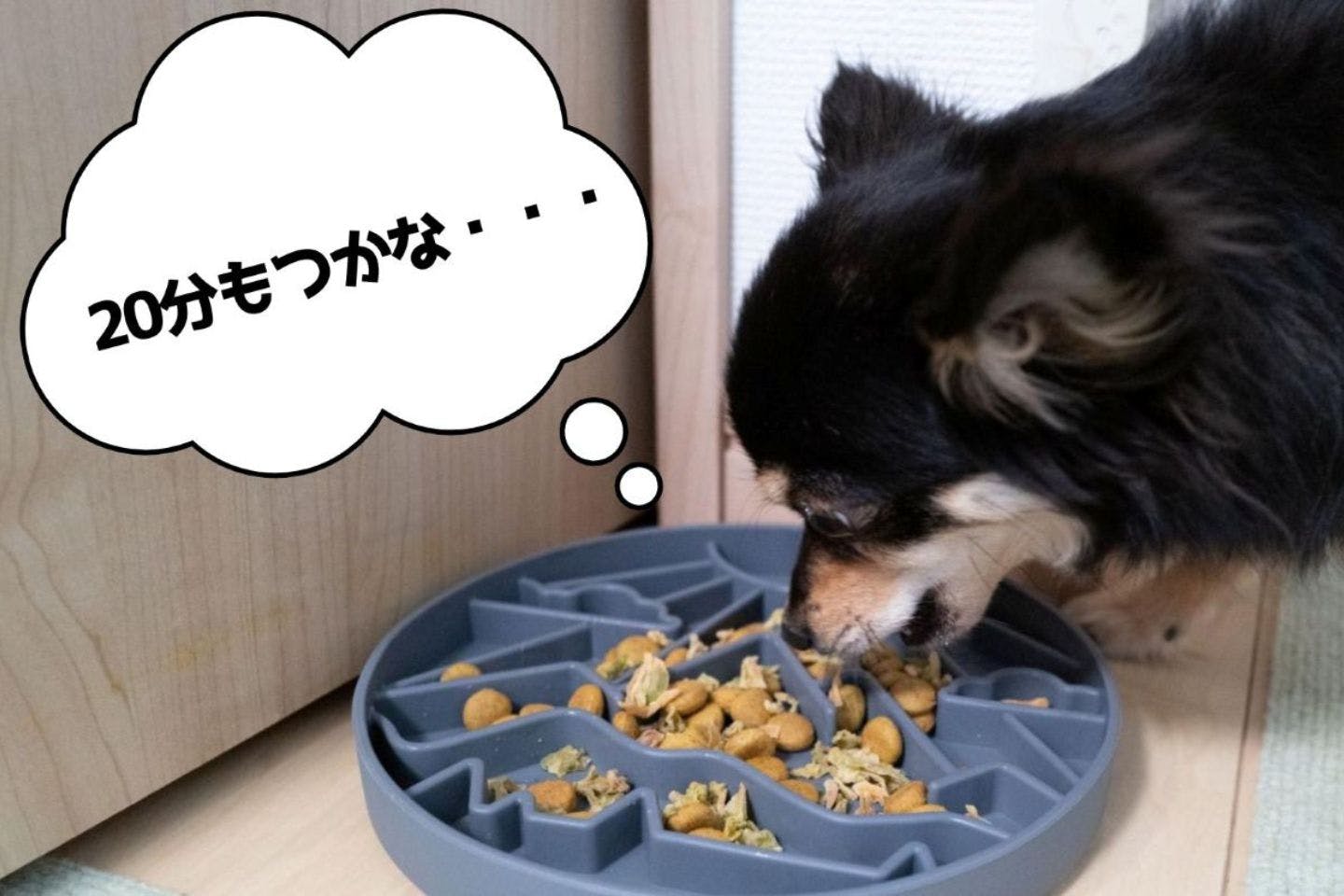 愛犬の早食いに注意！ 獣医師推奨の「20分ごはん」を意識して変わったこと