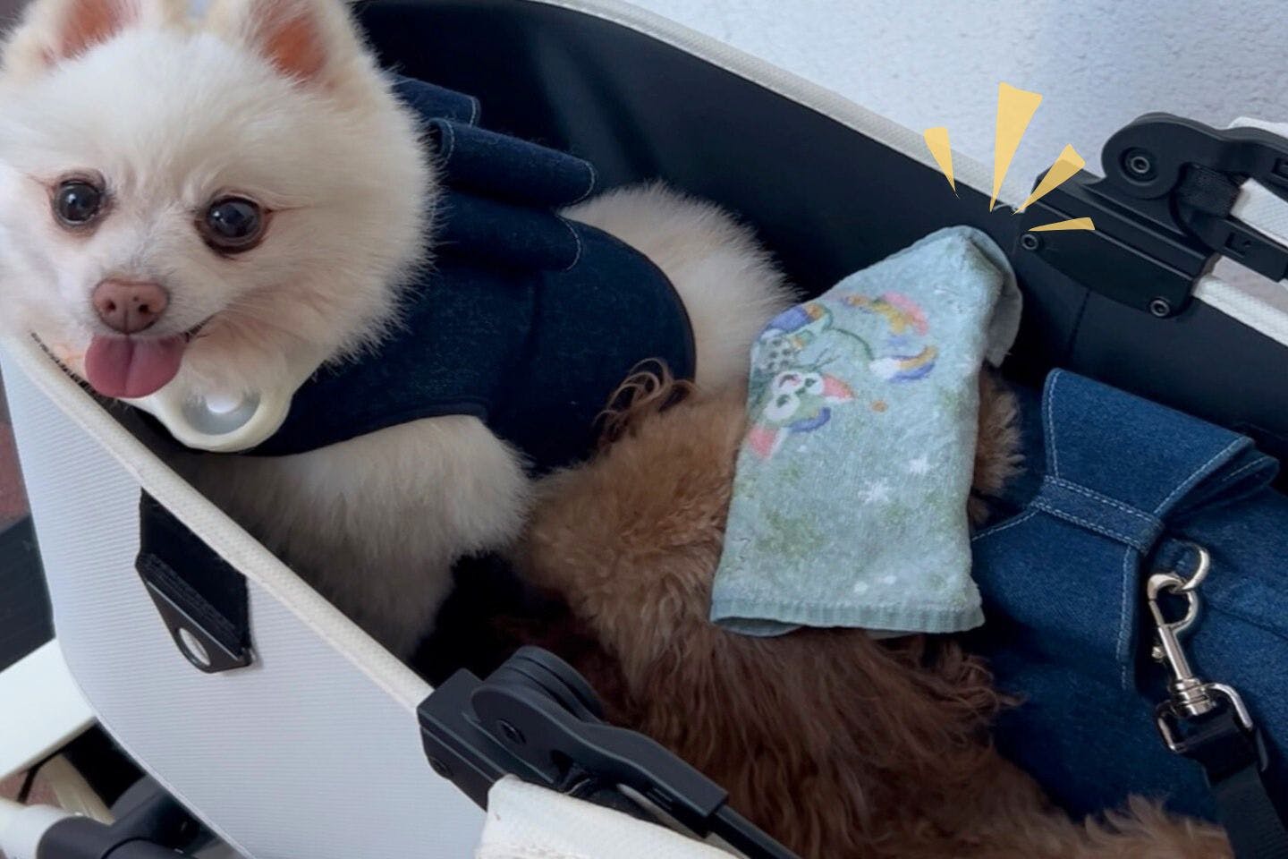 愛犬のお散歩に「瞬間冷却パック」