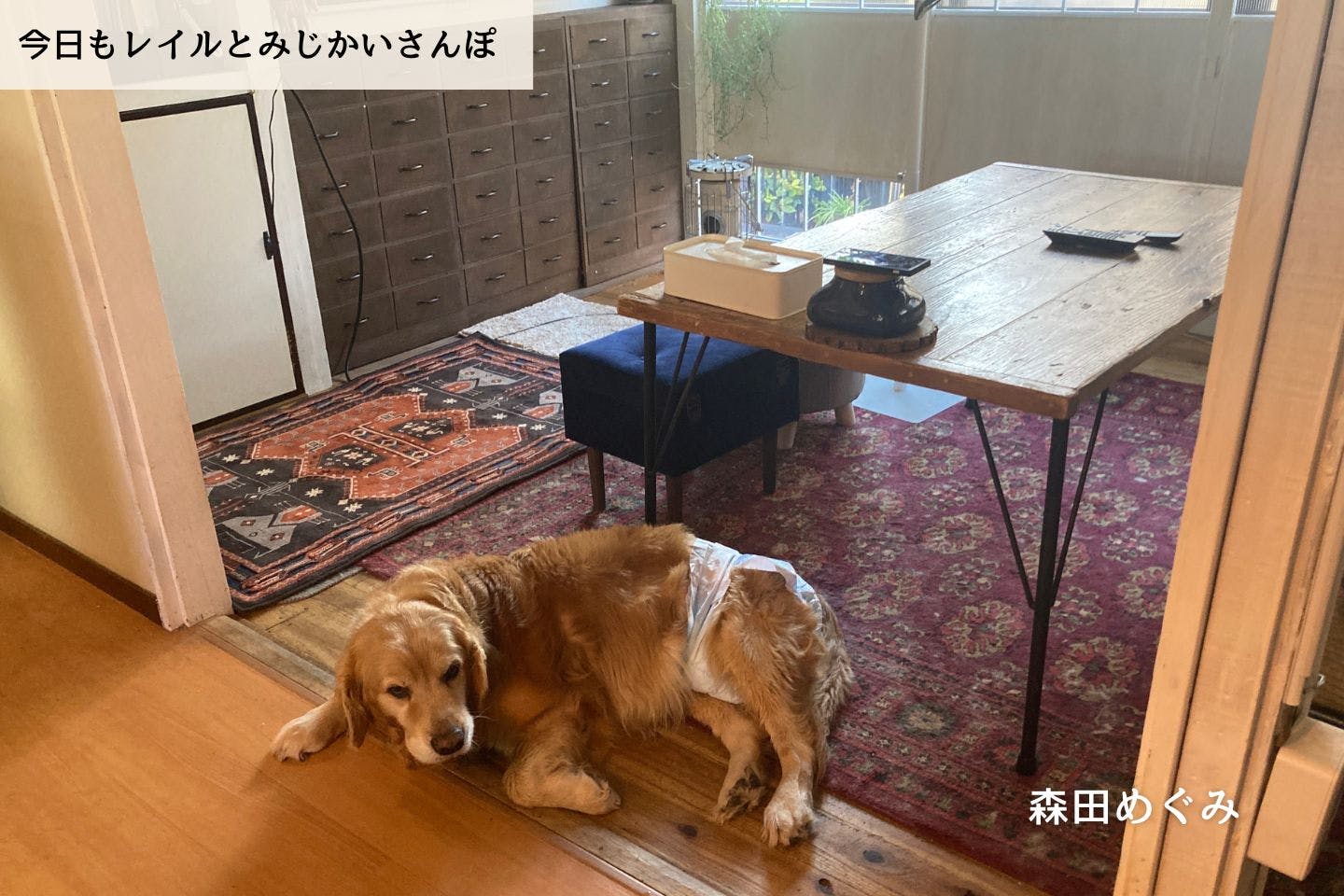 【連載】愛犬・レイル、膀胱炎になる｜森田めぐみ｜今日もレイルとみじかいさんぽ