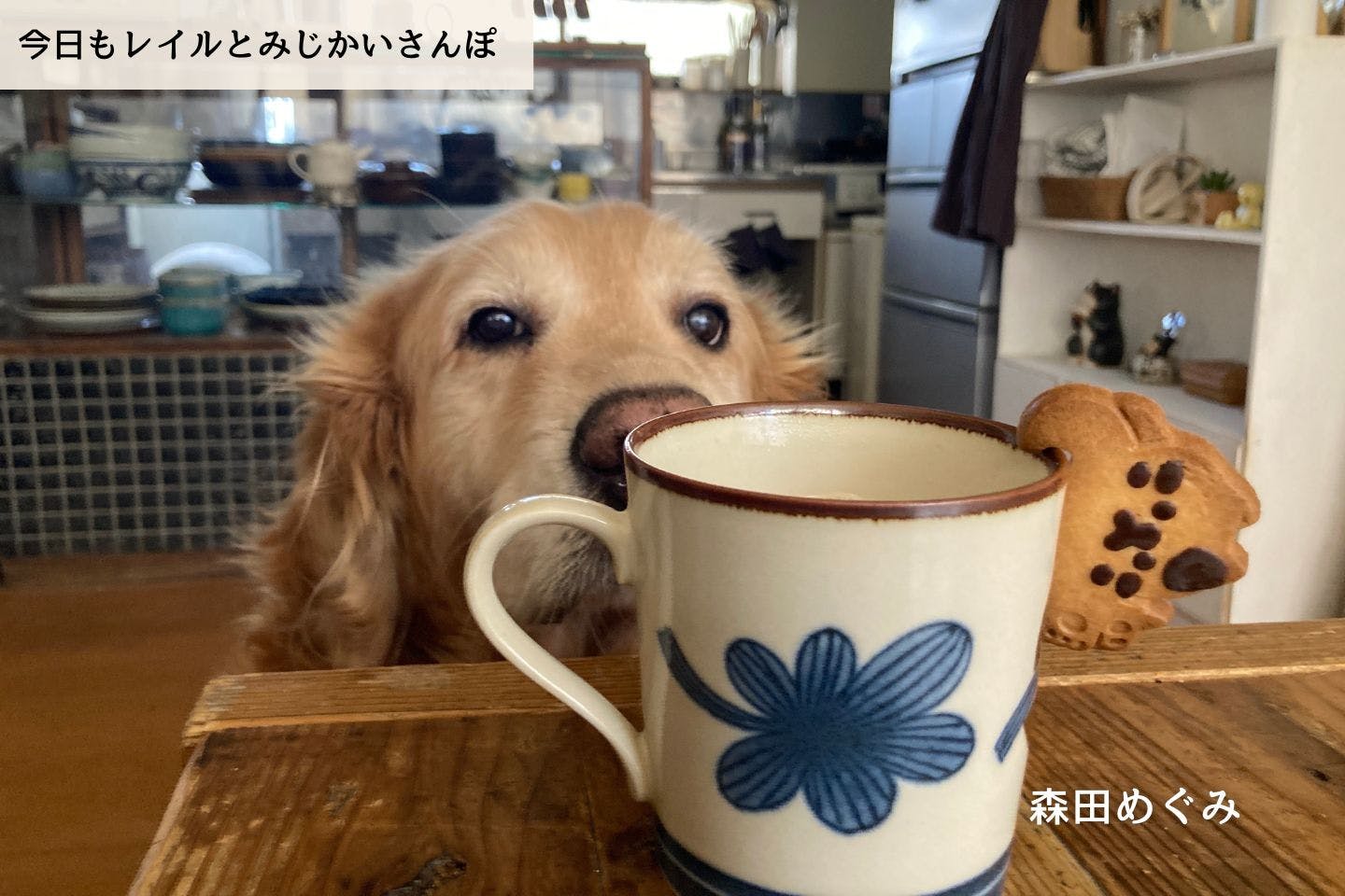 【連載】愛犬の闘病で大きく変わったこと｜森田めぐみ｜今日もレイルとみじかいさんぽ
