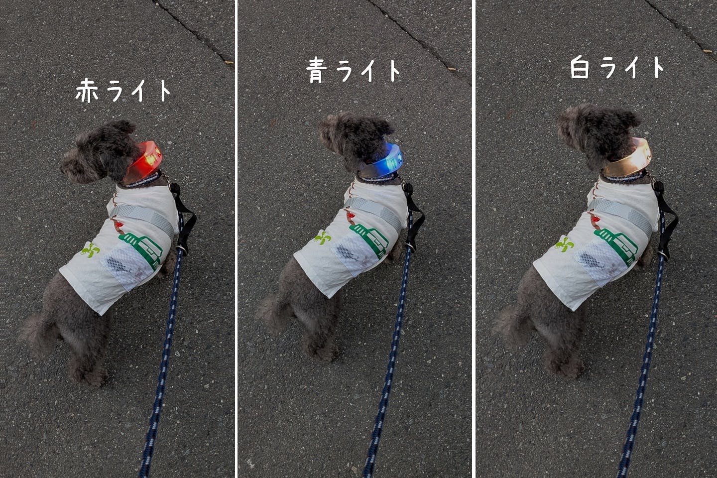 首に光るライトをつけた犬