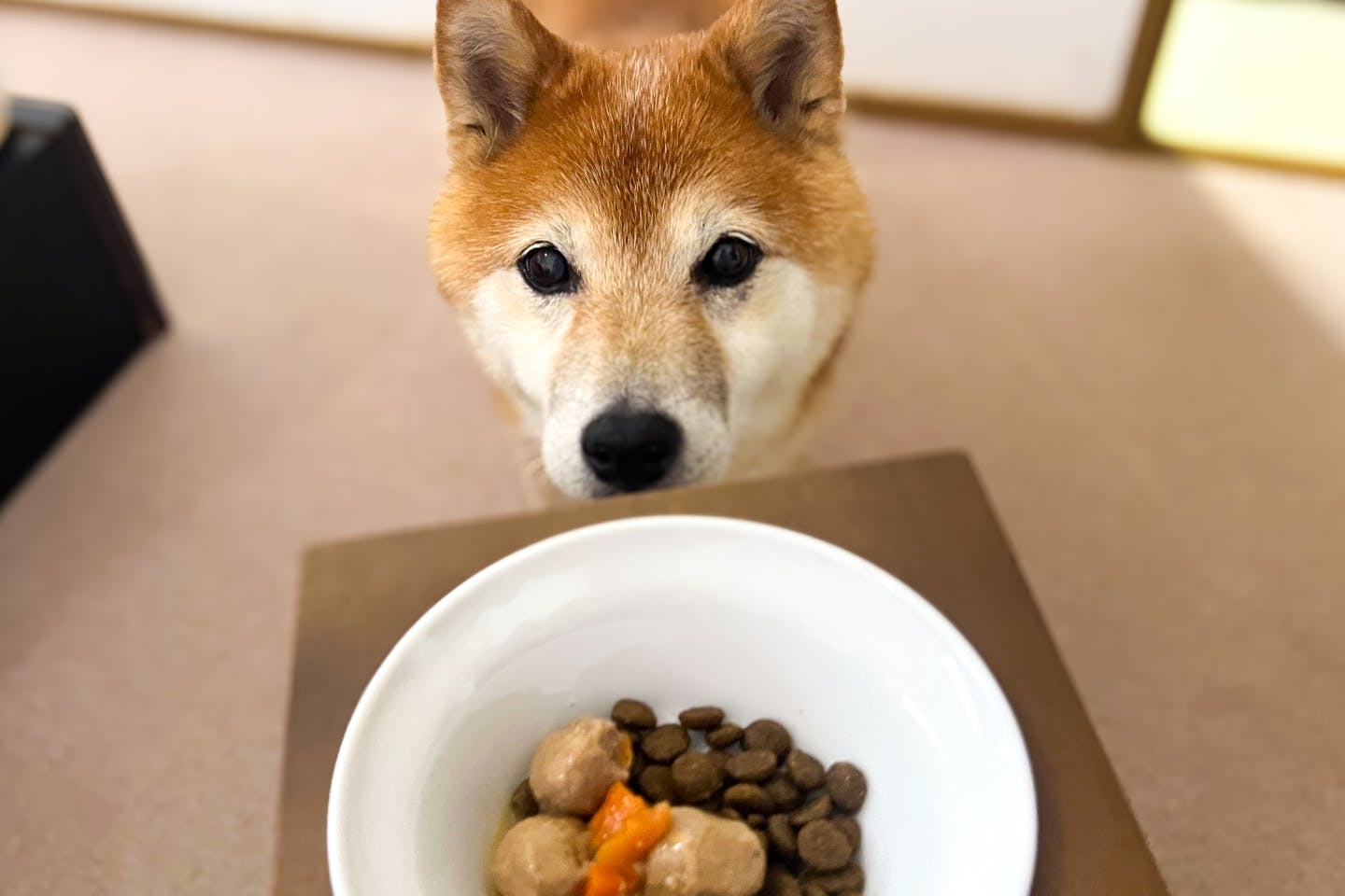 愛犬が水を飲まない原因と改善策