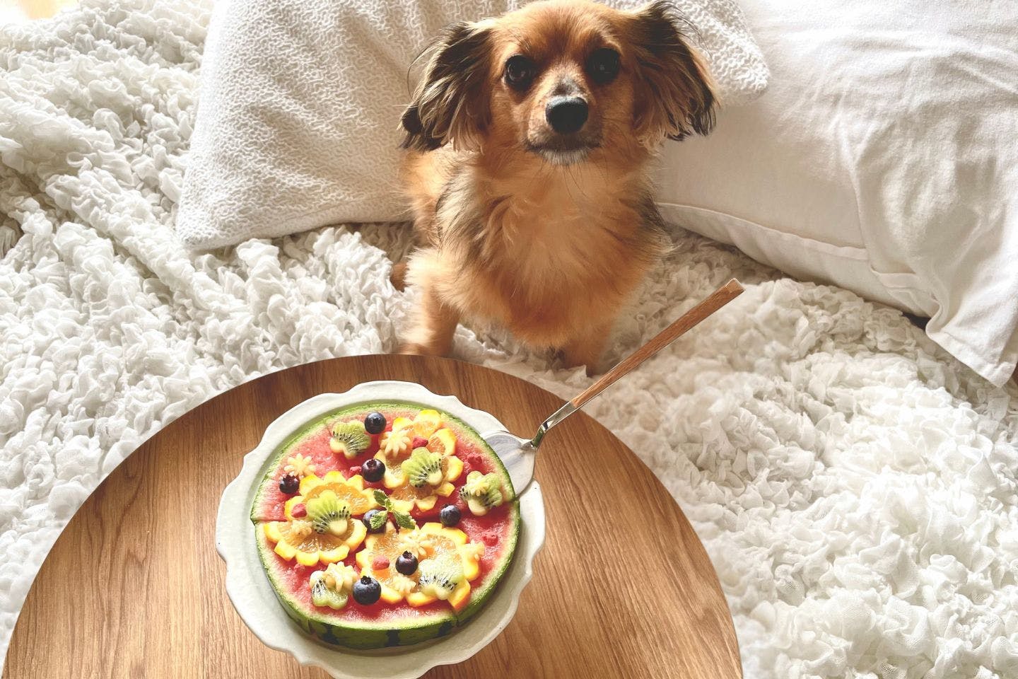 愛犬の夏バテ対策に！ スイカで作る涼感たっぷり「フルーツピザ」【カインズ愛犬レシピ】