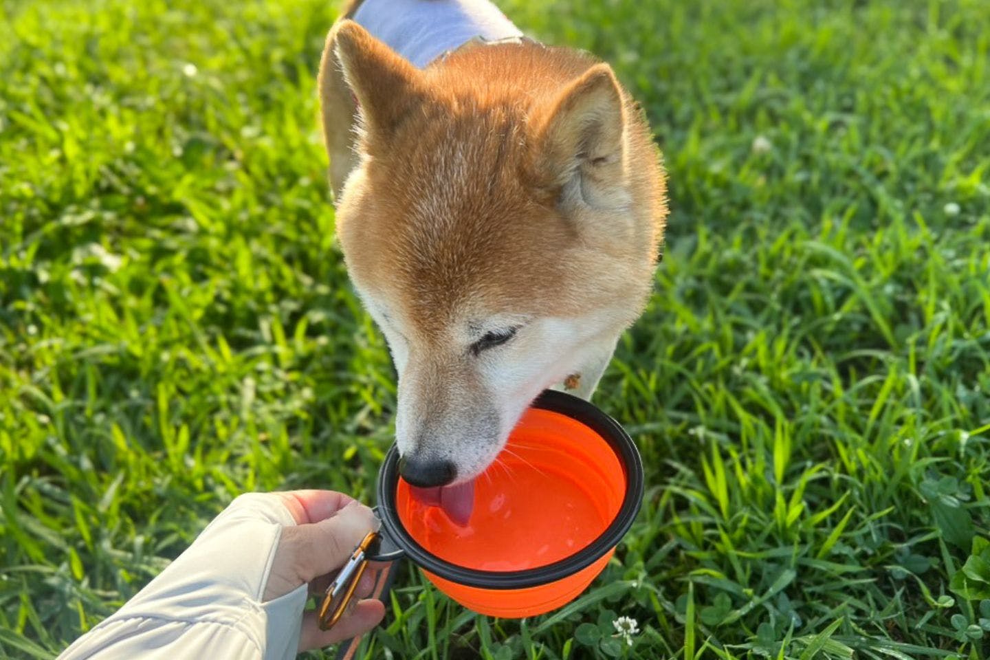 愛犬が水を飲まない理由は“鮮度”かも？ 今日からできる水分ケア
