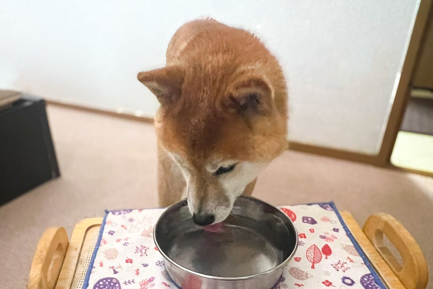 知らぬ間に進む“水の鮮度低下”｜愛犬の留守番・多頭飼いで気をつけたいこと