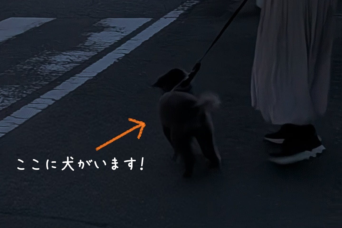 愛犬の夜散歩　暗くて見えない