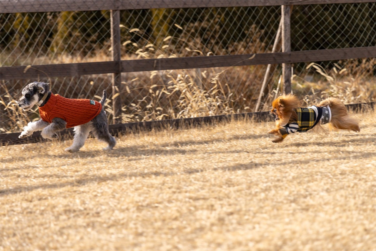 DOGGY’S VILLAGE