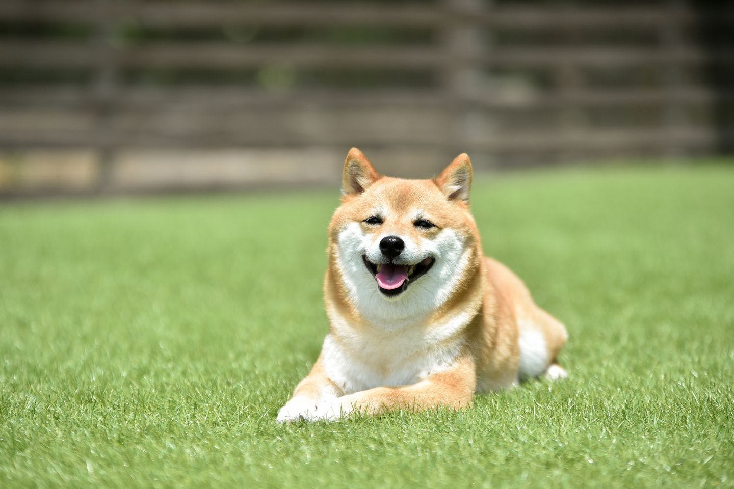 【宮城】愛犬と一緒に楽しめるおすすめドッグラン13選