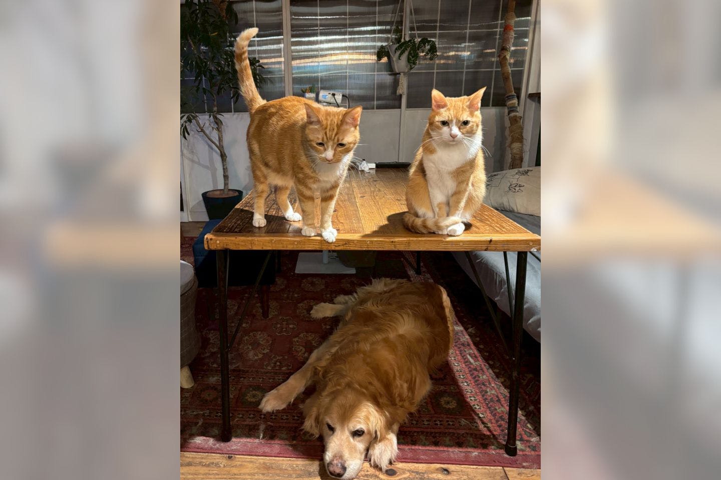 レイルと仲良しだった、猫のアオハル姉妹