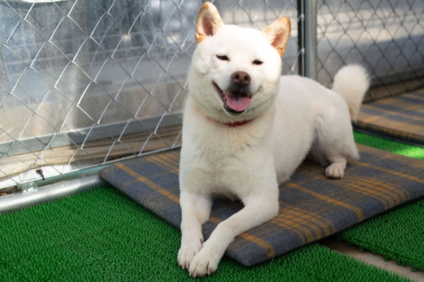 愛犬の思い出づくり 特別な一枚 愛犬の思い出づくり 特別な一枚