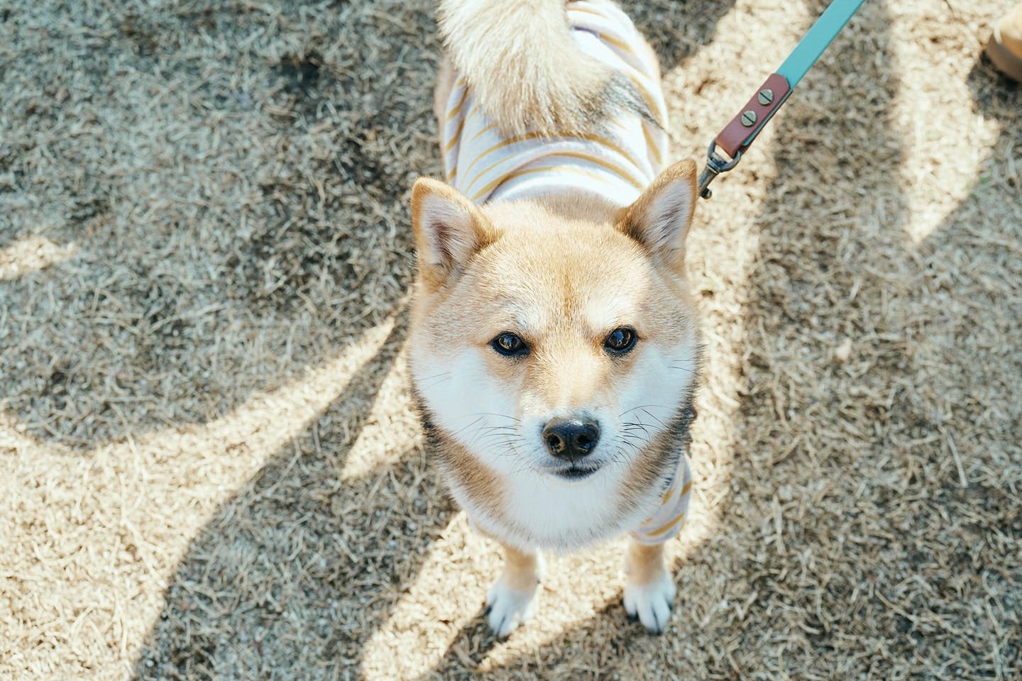 【2025/11/15】Shiba Festival 2025 Autumn(埼玉) 【2025/11/15】Shiba Festival 2025 Autumn(埼玉)