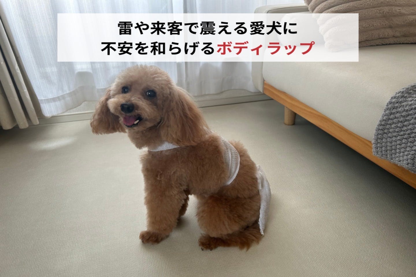 【獣医師監修】雷・花火・来客時に! 愛犬の不安や恐怖のケアに役立つ「ボディラップ(たすき掛け)」