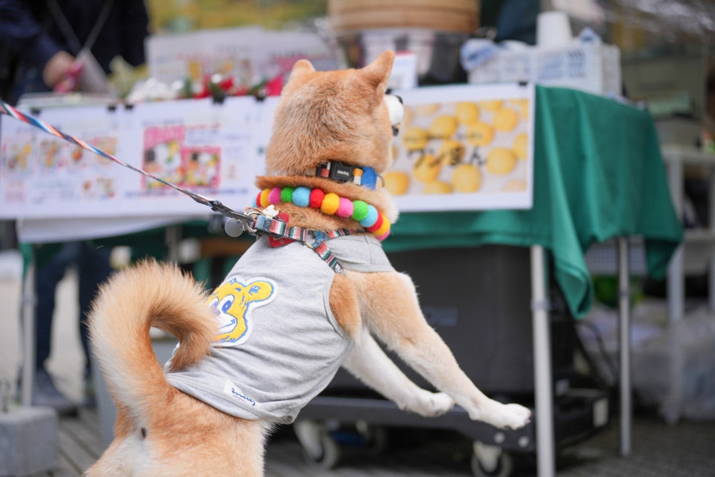 【2025/10/25・10/26】ドッグフレンドリーフェスタ in 水元公園 2025 OCTOBER 【2025/10/25・10/26】ドッグフレンドリーフェスタ in 水元公園 2025 OCTOBER