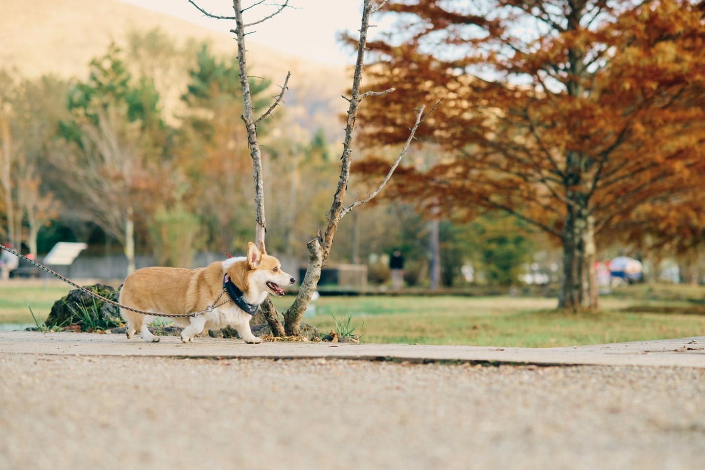 【2025/10/12】Corgi Festival 2025 Autumn(山梨) 【2025/10/12】Corgi Festival 2025 Autumn(山梨)