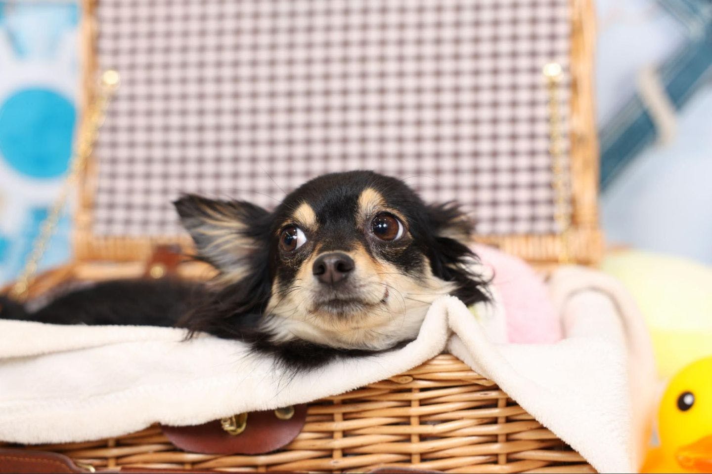 「ポスターモデルオーディション撮影会」 愛犬の様子 「ポスターモデルオーディション撮影会」 愛犬の様子