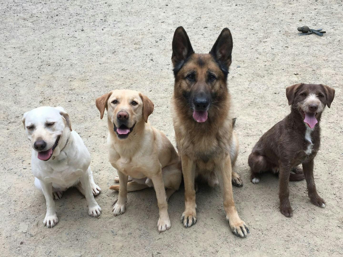 DOG パーク森