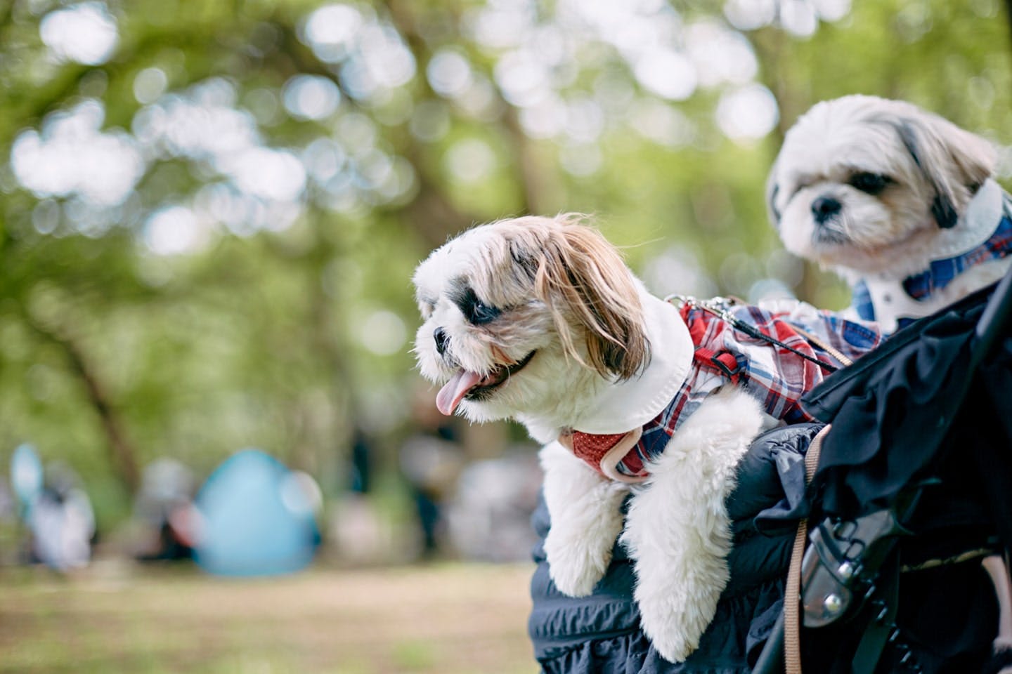 【2025/10/11】Shih Tzu Festival 2025 Autumn(山梨) 【2025/10/11】Shih Tzu Festival 2025 Autumn(山梨)