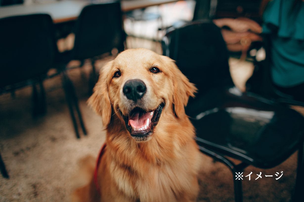 愛犬がいるのに寂しい　予期グリーフ